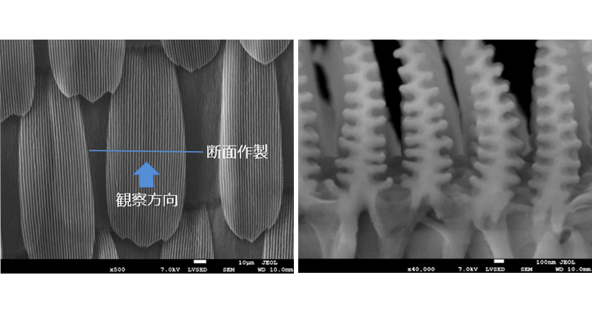 FE-SEMによる生体試料(モルフォ蝶鱗粉)の断面観察